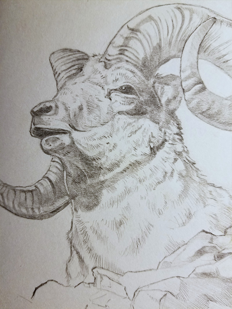 Dall Sheep Study